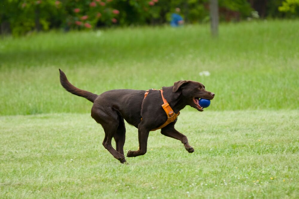 Displasia coxofemoral em cães: tratamento e prevenção