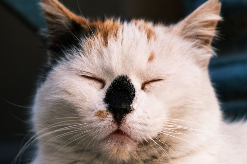 Rinite e sinusite em gatos: sintomas e como aliviar