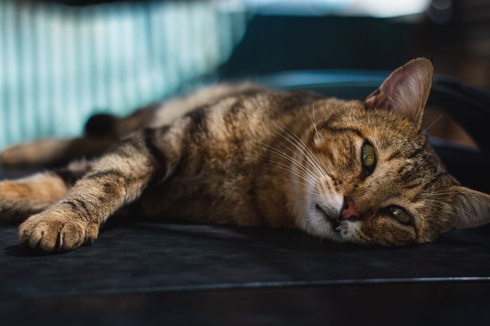Tratamento da esporotricose felina