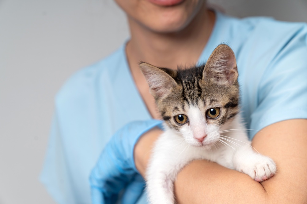 Importância do check-up veterinário em animais de estimação