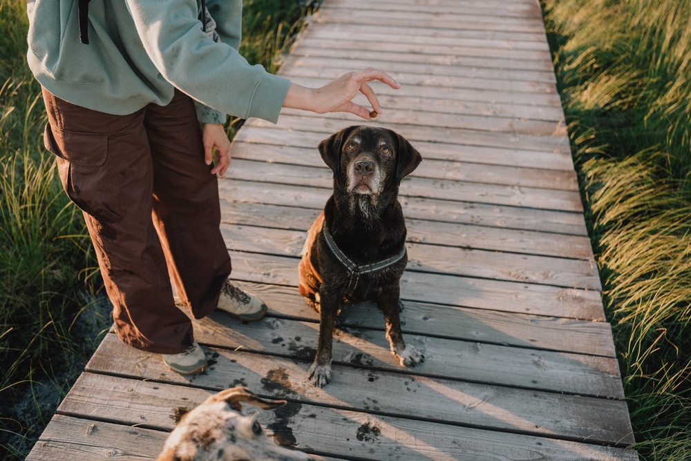 Dor nas articulações de cães idosos: como aliviar?