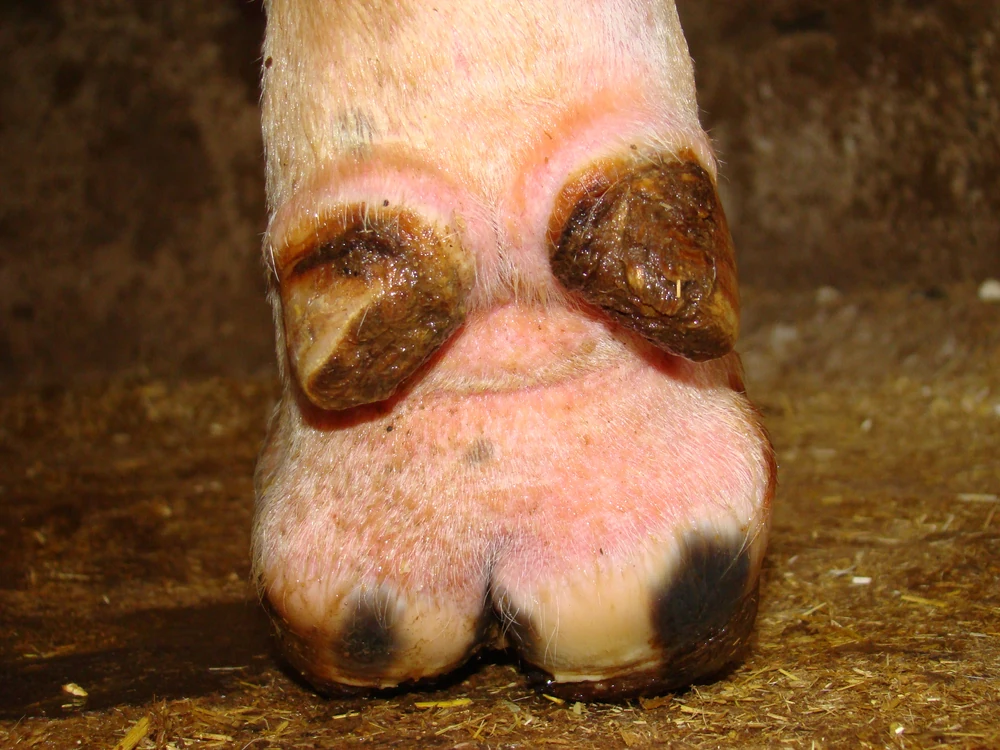 Pododermatite infecciosa em bovinos: prevenção e tratamento