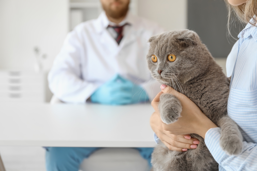 Anemia infecciosa felina: sintomas e tratamentos