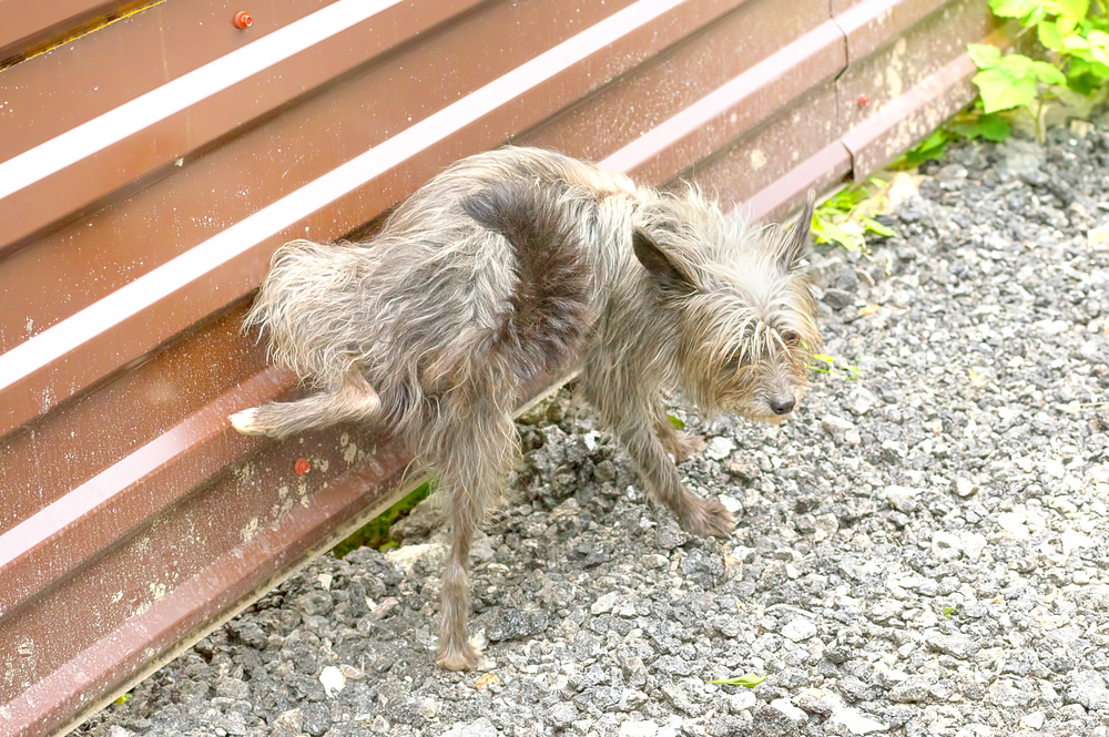 Cachorro urinando sangue: o que pode ser?