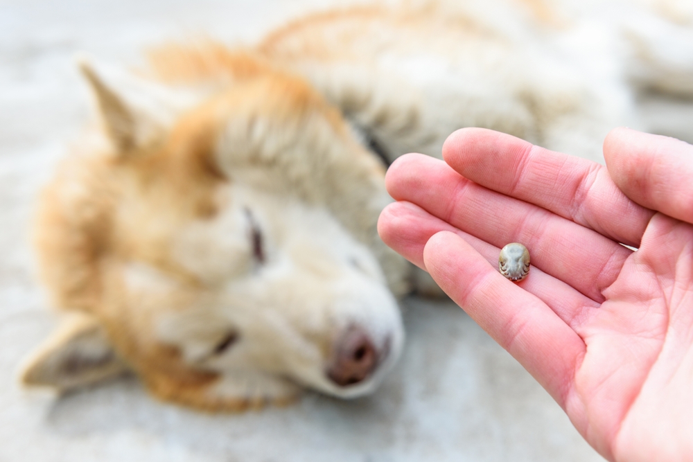 Doença de Lyme em cães e gatos