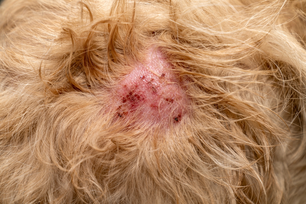 Piodermite canina: o que causa a infecção de pele?