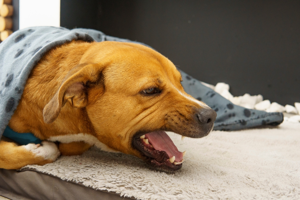Tosse dos canis (traqueobronquite infecciosa canina)
